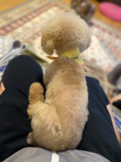 今月もワン達のボディメンテナンス