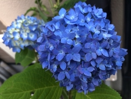 〇〇するをやめてみた